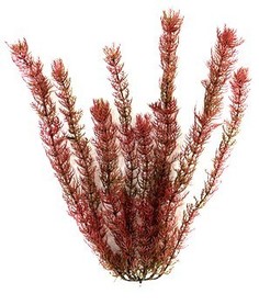 Искусственное растение для аквариума Tetra эремурус XL 38 см, пластик
