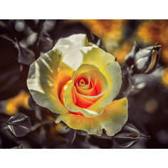 Картина мозаикой Molly Чайная роза KM0930, 13 цветов, 15х20 см