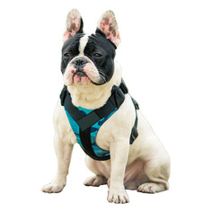 Регулируемая шлейка для собак, удобный ошейник размер L Pets & Friends PF-DHF-04