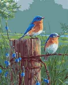 Картины по номерам 40х50 - Голубые птички Colibri