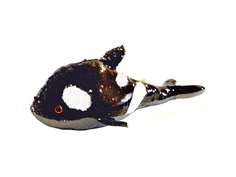 Мягкая игрушка Косатка Бетси с пайетками 19 х 26 х 50 см 8120404 No Brand