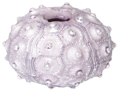 Грот Laguna Фораминифера для аквариума M, 7,5 х7,5 х4,5 см