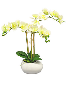 Орхидея Фаленопсис 3 ветки в керамическом кашпо Gerard de ros
