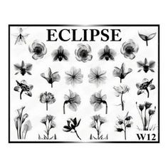 Слайдер Eclipse W12