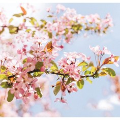 Фотообои "Цветение яблони", 210х200 см, 130 г/м Арт Узор