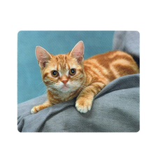 Коврик для мыши Defender Animals (50706)