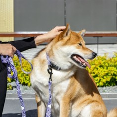 Поводок «В гармонии с природой», 2.5 см, 1.5 м Пушистое счастье