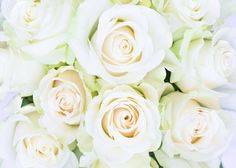 Фотообои СИМФОНИЯ Белые розы 2,8х2 м К-192