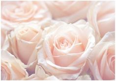Фотообои Симфония Bellissimo Нежные розы 2,0х1,4 м В-014