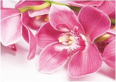 Фотообои BELLISSIMO Орхидея 2,0х1,4м В-044 Симфония