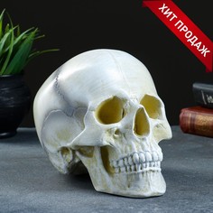 Копилка "Череп" кость белая, 16х13х22см No Brand