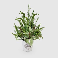 Композиция Конэко-О из лаванды в керамическом кашпо, бело-зеленая