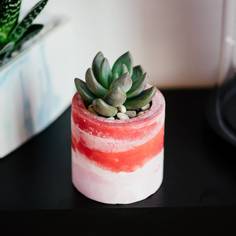 Эхеверия экстра в круглом кашпо (wowbotanica) красный 7x7 см.