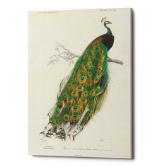 Картина «величественно окрашенный портрет павлина» (object desire) зеленый 50x75x2 см.