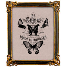 Репродукция ретро-гравюры «butterfly dance» в раме «селин» (object desire) черный 25x40x2 см.