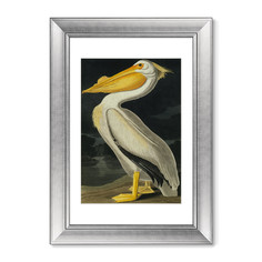 Репродукция картины в раме американский белый пеликан , 1825г. (картины в квартиру) серый 50x70 см.