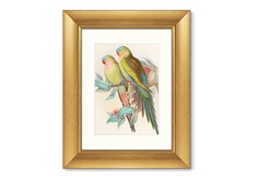 Репродукция картины в раме love parrots, 1850г. (картины в квартиру) мультиколор 40x50 см.