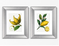 Набор из 2-х репродукций картин в раме citrus limonium, 1801г. (картины в квартиру) мультиколор 40x50 см.
