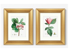 Набор из 2-х репродукций картин в раме lily magnolia &amp; pistaccia vera, 1801г. (картины в квартиру) мультиколор 40x50 см.