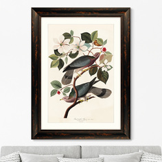 Репродукция картины в раме band-tailed pigeon, 1837г. (картины в квартиру) коричневый 60x80 см.