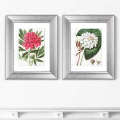 Набор из 2-х репродукций картин в раме peony , 1773г. (картины в квартиру) мультиколор 40x50 см.