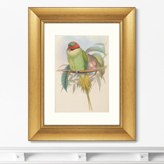 Репродукция картины в раме bonaparte s parakeet , 1850г. (картины в квартиру) зеленый 40x50 см.