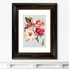 Репродукция картины в раме himalaya plants pink flower , 1869г. (картины в квартиру) розовый 40x50 см.