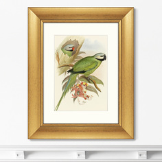 Репродукция картины в раме love parrots ii , 1851г. (картины в квартиру) зеленый 40x50 см.