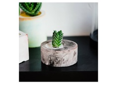 Крассула храм будды в овальном кашпо (wowbotanica) серый 8x7x6 см.