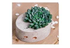 Эхеверия экстра в овальном кашпо (wowbotanica) бежевый 8x6x6 см.