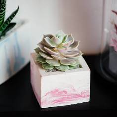 Эхеверия колората в квадратном кашпо розового оттенка (wowbotanica) зеленый 8x8 см.