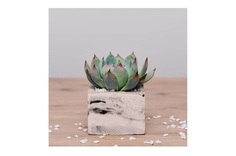 Эхеверия колората в квадратном кашпо (wowbotanica) красный 8x10x8 см.