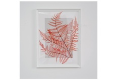Панно с розовым папоротником (wowbotanica) мультиколор 30x40 см.
