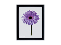 Рамка для картин «Maria» 0052-16-1078 Метрика