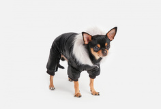 Комбинезон для собак Arnydog