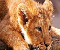 Алмазная мозаика картина стразами Львёнок, 50х65 см No Brand