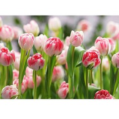 Фотообои Тюльпаны 294х260 cм No Brand