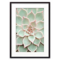 Постер в рамке Светло-зеленый суккулент 21х30 см Дом Корлеоне