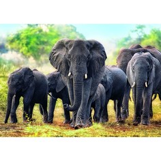 Пазл Trefl Африканские слоны, 1000 элементов