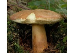 Белый гриб каштановый Ecos
