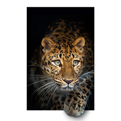 Картина мозаикой 3D с нанесенной рамкой Molly Леопард KM0992, 40х50 см, 28 цветов