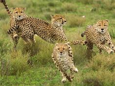 Алмазная мозаика стразами Ripoma Гепарды 00115116 40х50 см