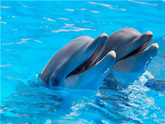 Алмазная мозаика стразами Ripoma Два дельфина 00115172 40х50 см