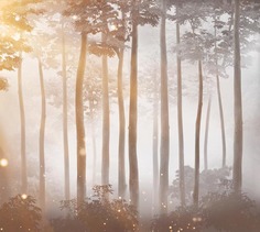 Фотообои бесшовные Лучи солнца в лесуВ280смхШ313 см, Master Fresok
