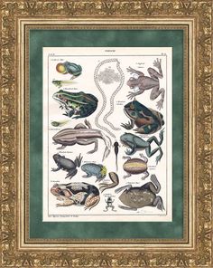Лягушки и жабы Гравюра с ручной акварельной раскраской, 1853 год No Brand