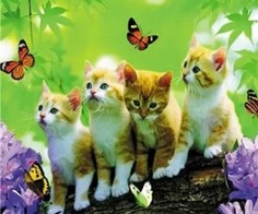 Алмазная мозаика картина стразами Котята с бабочками, 40х50 см No Brand