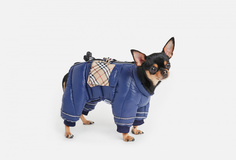 Комбинезон для собак Arnydog