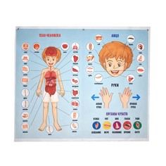 Игра-конструктор Тело человека, 93 детали No Brand