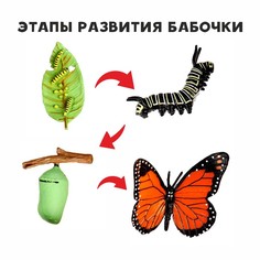 Обучающий набор Этапы развития бабочки» 4 фигурки No Brand