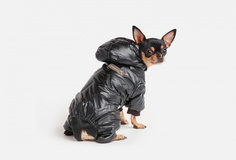 Комбинезон для собак Arnydog